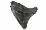 Fossil Megalodon Tooth - South Carolina #170376-1